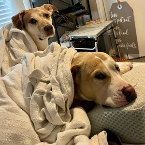 Meet your Posher, William